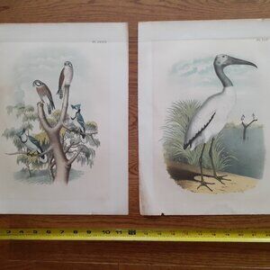 Waterfowl Bird Pictures, Vintage Prints